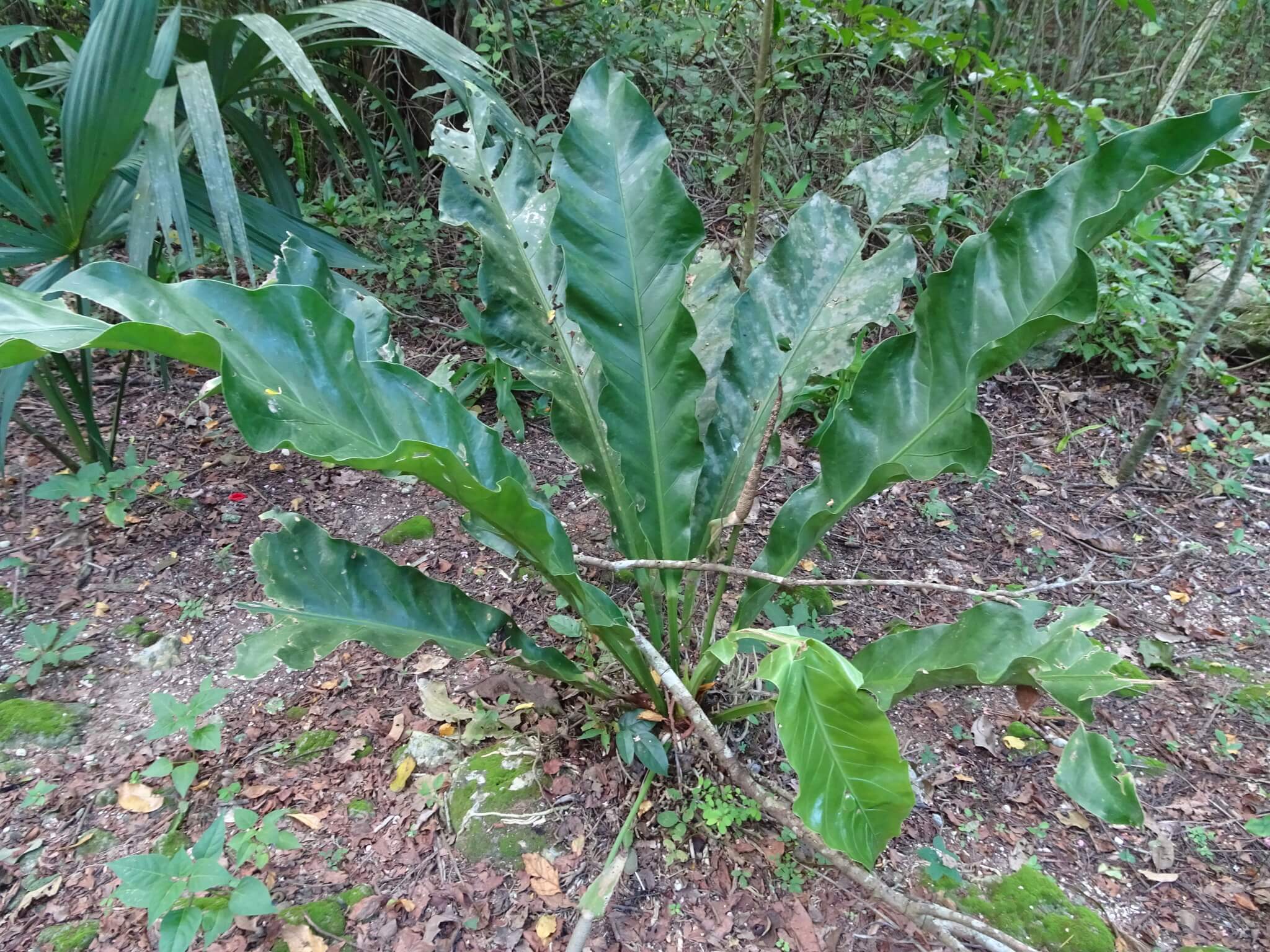 Anthurium schlechtendalii